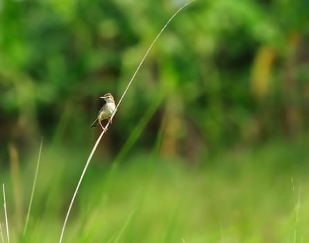 A small bird, Zitting Cisticola, perched on a grass blade
