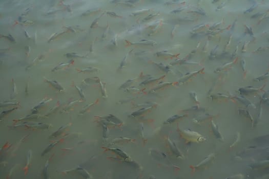 fish in a crowded river surface aerial view