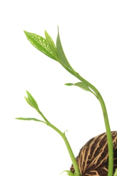 Grow seed on white background