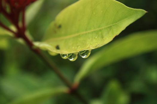 Water drops on a leaf