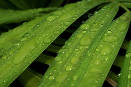 Water drops on a leaf