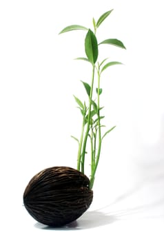 Grow seed on white background