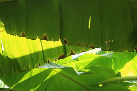 A green banana leaf background with lines