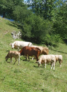 Cows in mountain
