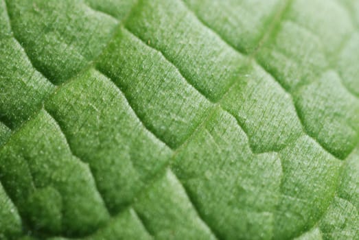 Green Leaf close-up.