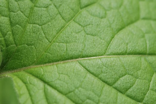 Green Leaf close-up.