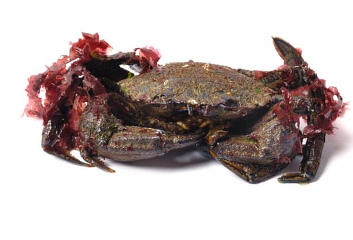 Velvet swimming crab