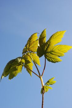 Maple in spring