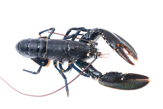 Breton lobster