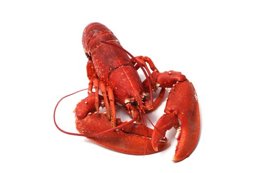 Breton lobster