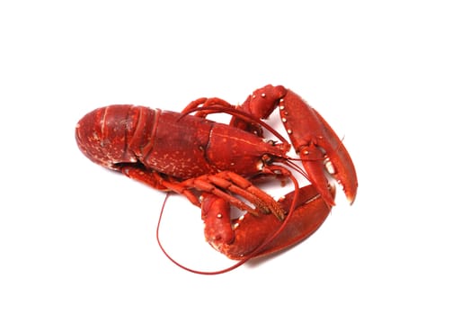 Breton lobster