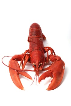 Breton lobster