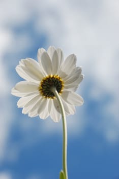 White  daisy against a  sky
