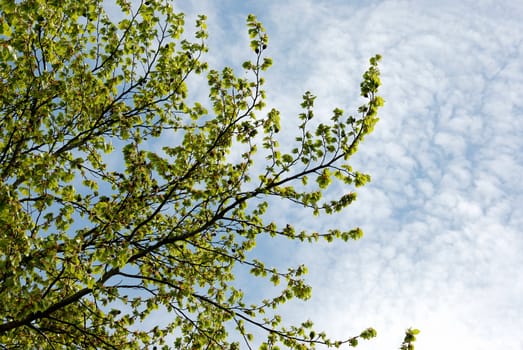 Spring woodland