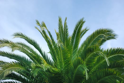  Palm Tree