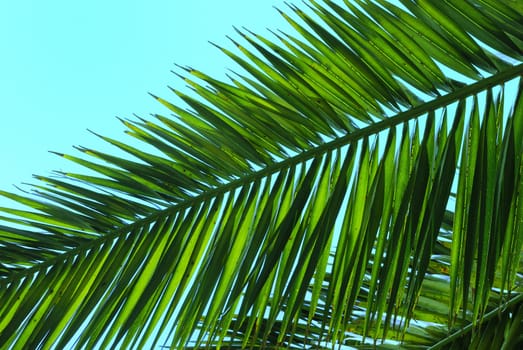  Palm Tree