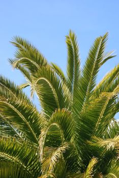  Palm Tree