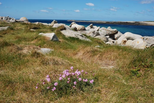 Armeria maritima pink sea growing on a dune