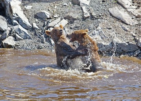 Two bears fighting in the Norwegian waters