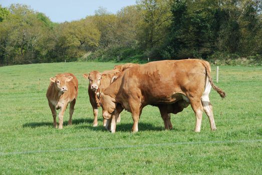 Cows in meadows