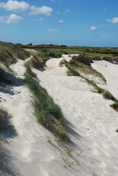 Dune with flowers and marram grass