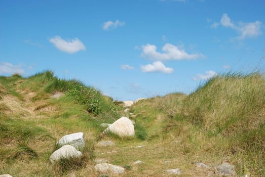 Dune with flowers and marram grass