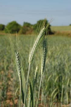 A field of  barley.