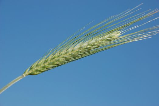 Ear of barle