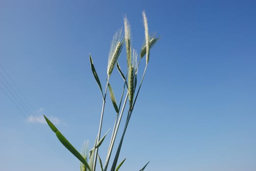 A field of  barley.