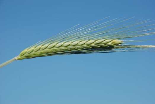 A field of  barley.