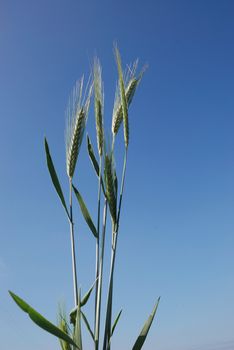 A field of  barley.