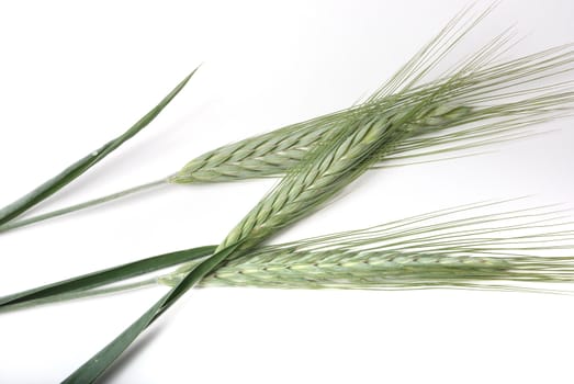 Barley.