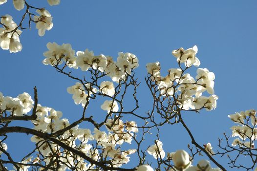 Magnolia on the blue sky