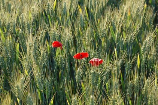 Wheat and Poppies