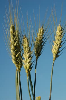 Ears of wheat