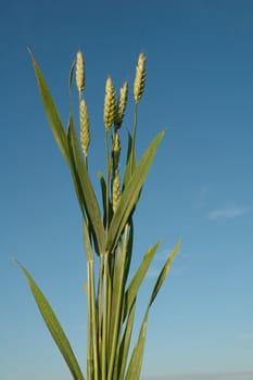 Ears of wheat