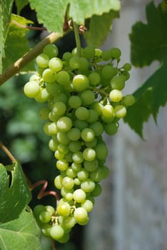 Grape Vine