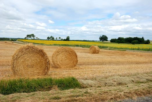  Round straw bales in harvested fields 