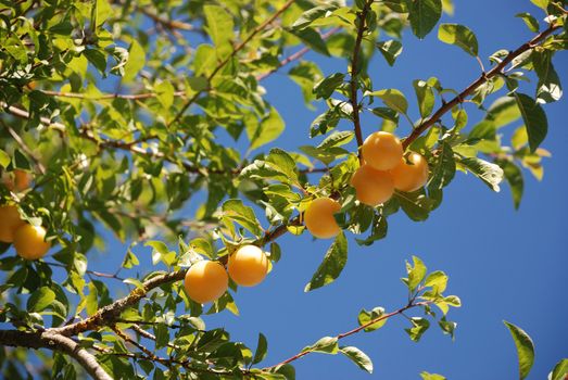 part of a branch with plum