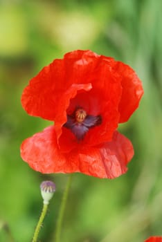 Common poppies