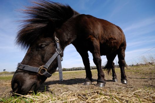 Horse is eating grass