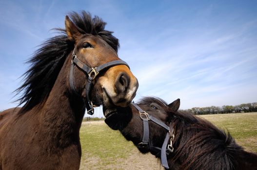 Sad and angry horses. One horse is bitting the other horse.