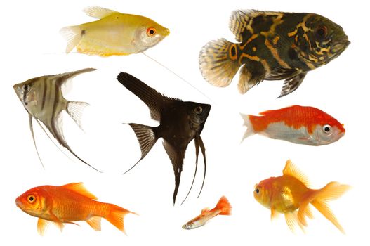Many different aquarium fish isolated on white background.