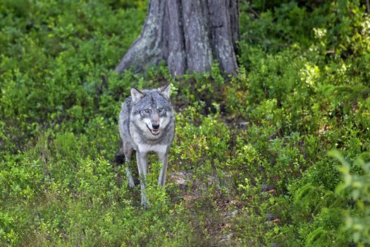 Wolf standing in the green Norwegian forest