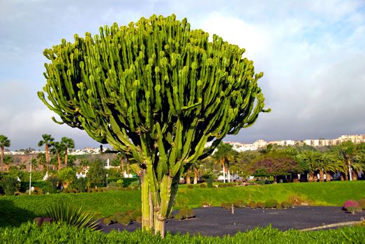 A Euphorbia Cactus in Gran Canaria