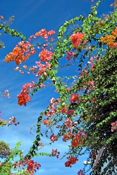 A pink bougainvillea bush taken against a blue sky