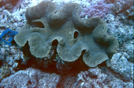 Giant Clam Scientific Name Tridacna taken in the Maldives