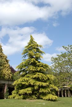 A Beautiful Conifer under a blue sky in an English Park