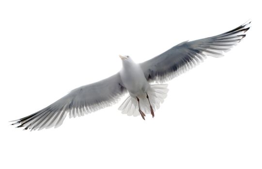 Isolated seagull on the white background