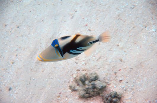 A Picasso Triggerfish on a sandy bottom inthe Maldives